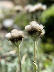 Antennaria pulchella