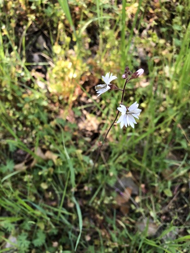 iNaturalist observation photo of San Francisco woodland-star