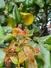 Alectryon tomentosus