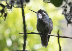 Lampornis castaneoventris