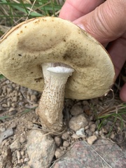 Leccinum versipelle