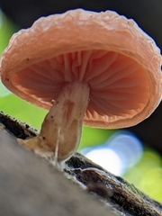 Rhodotus palmatus
