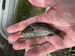 Lepomis gulosus