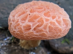 Rhodotus palmatus