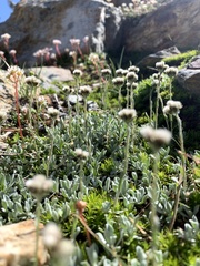 Antennaria pulchella
