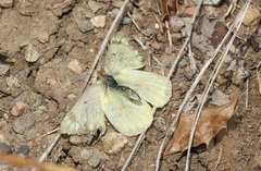 Colias philodice eriphyle