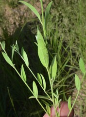 Evolvulus arizonicus