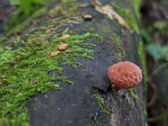 Rhodotus palmatus