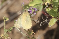 Colias philodice eriphyle