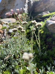 Antennaria pulchella