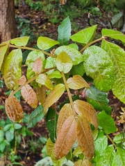 Alectryon tomentosus