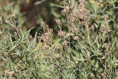 Baccharis spicata