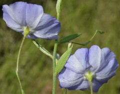 Evolvulus arizonicus