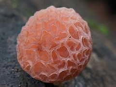 Rhodotus palmatus
