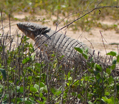 Euphractus sexcinctus