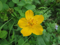 Trollius riederianus