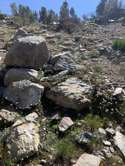 Antennaria pulchella