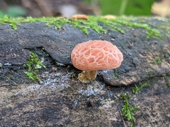 Rhodotus palmatus