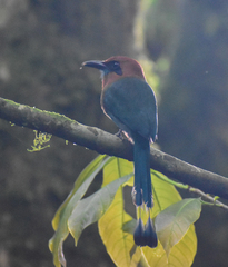 Electron platyrhynchum