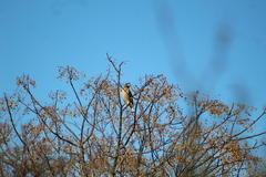 Rupornis magnirostris