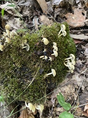 Spathulariopsis velutipes