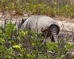 Euphractus sexcinctus