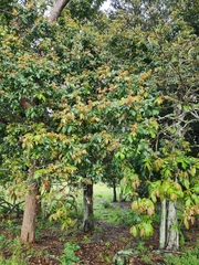 Alectryon tomentosus