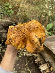 Pholiota