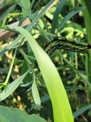 Eumorpha fasciatus
