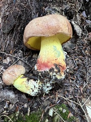 Butyriboletus brunneus