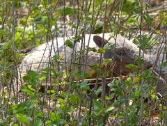 Euphractus sexcinctus