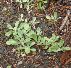 Antennaria howellii