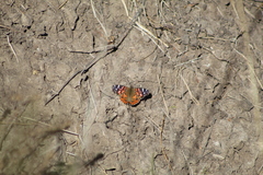 Vanessa braziliensis