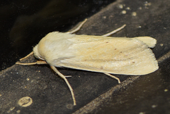 Copablepharon grandis