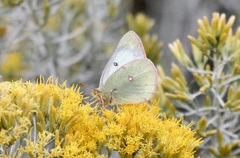 Colias