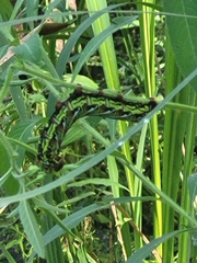 Eumorpha fasciatus