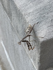 Stagmomantis