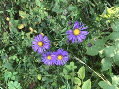 Symphyotrichum novae-angliae