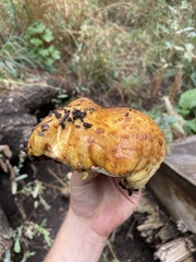 Pholiota