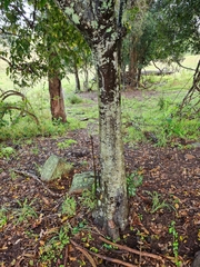 Alectryon tomentosus