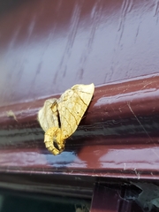 Eulithis diversilineata