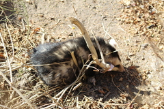 Didelphis albiventris