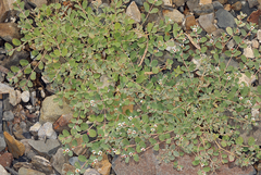 Euphorbia albomarginata
