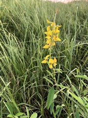 Crotalaria trichotoma