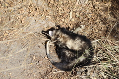 Didelphis albiventris