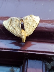 Eulithis diversilineata