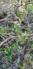Alyxia buxifolia