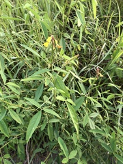 Crotalaria trichotoma