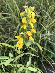 Crotalaria trichotoma