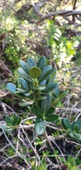 Alyxia buxifolia
